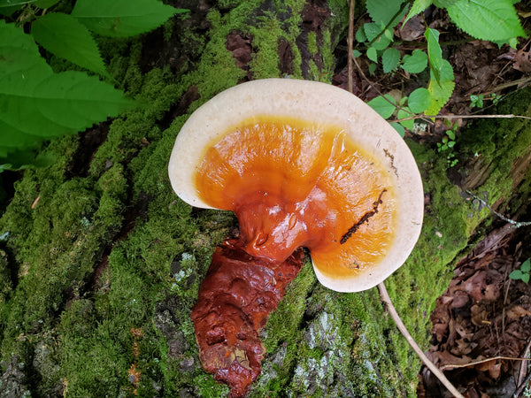 Organic Reishi (Medicinal)