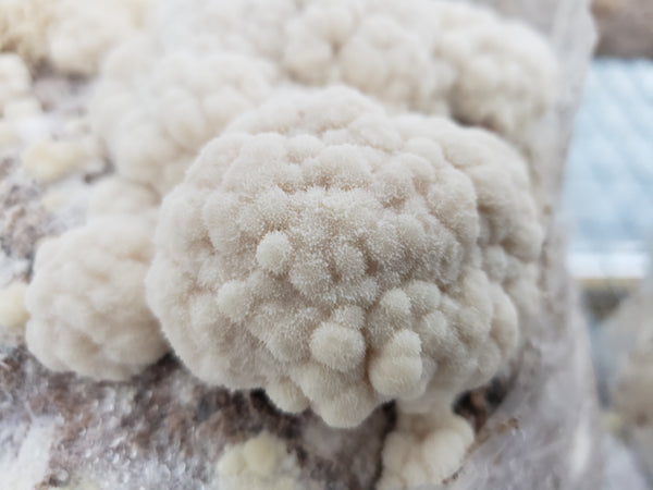 Fresh Organic Lion's Mane (out of stock)