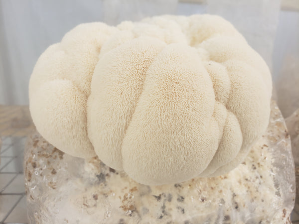 Fresh Organic Lion's Mane (out of stock)