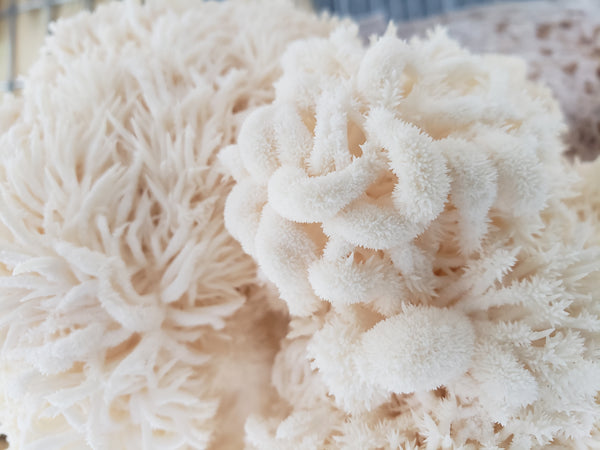 Fresh Organic Lion's Mane (out of stock)