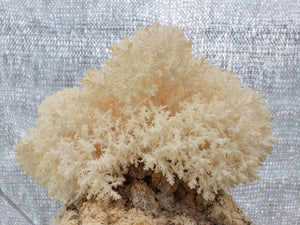 Coral Tooth Mushroom (out of stock)