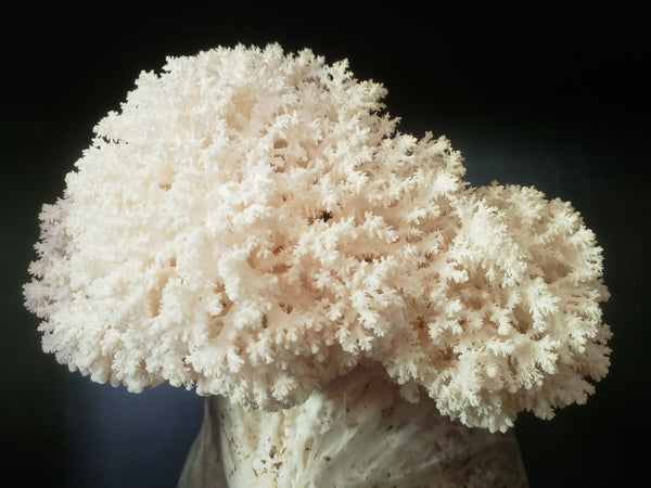 Coral Tooth Mushroom (out of stock)