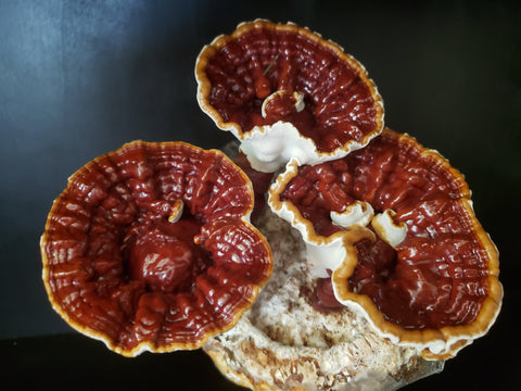 Organic Reishi (Medicinal)