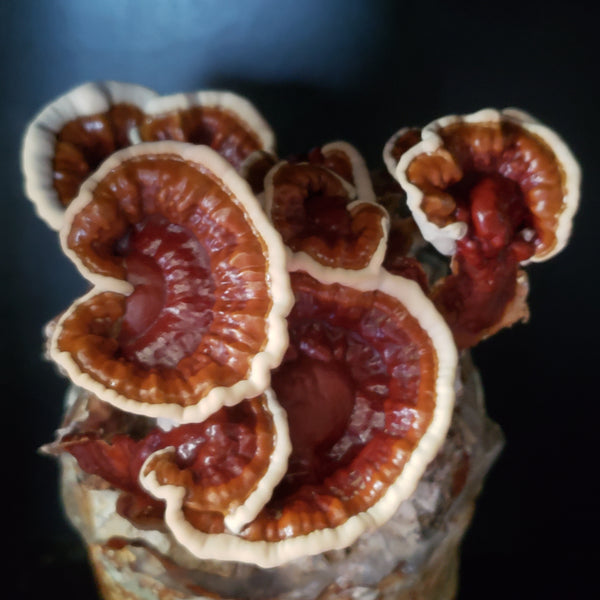 Organic Reishi (Medicinal)